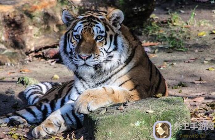 动物森林全面攻略：教你轻松通关，升级、技能、装备一应俱全！