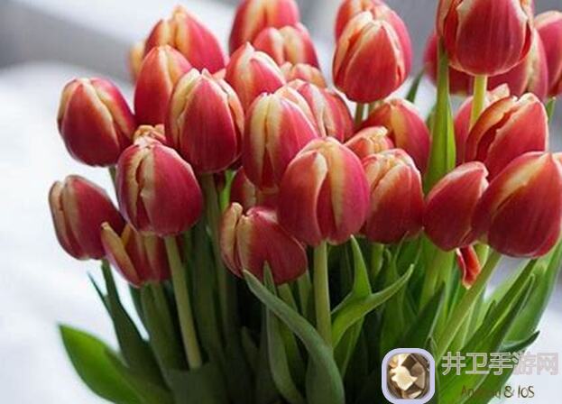 看完这篇攻略，让你的郁金香瞬间秒变稀有花色，梦想家园花卉培养秘籍大公开