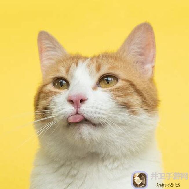 猫和老鼠S22赛季鼠方全角色测评：揭秘15000分割线鼠神榜，助你玩转新派别！