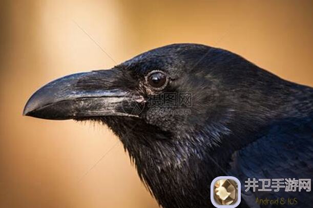 乌鸦之霜冰骑新玩法大揭秘！死灵玩家福音来啦！